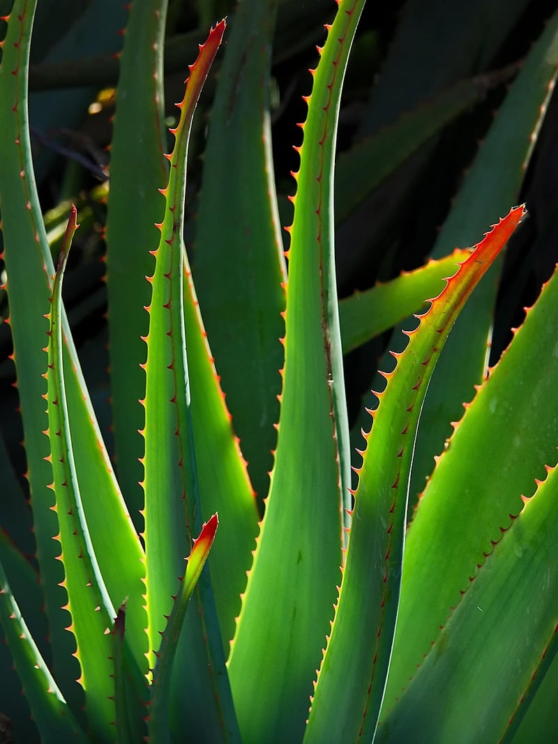 Magical Aloe