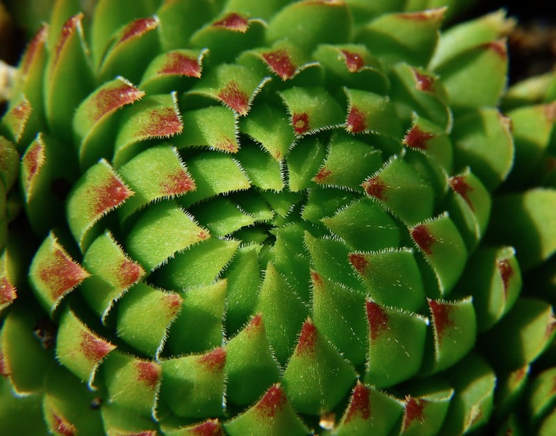 Whispering Sedum