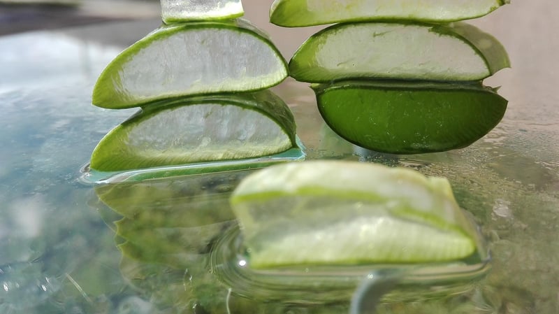 Aloe Vera Plant