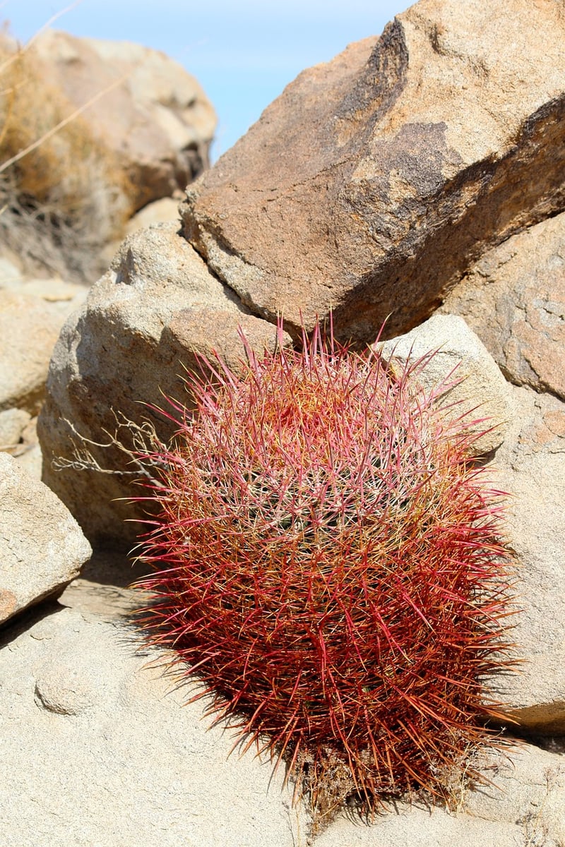 Barrel Cactus in a desert