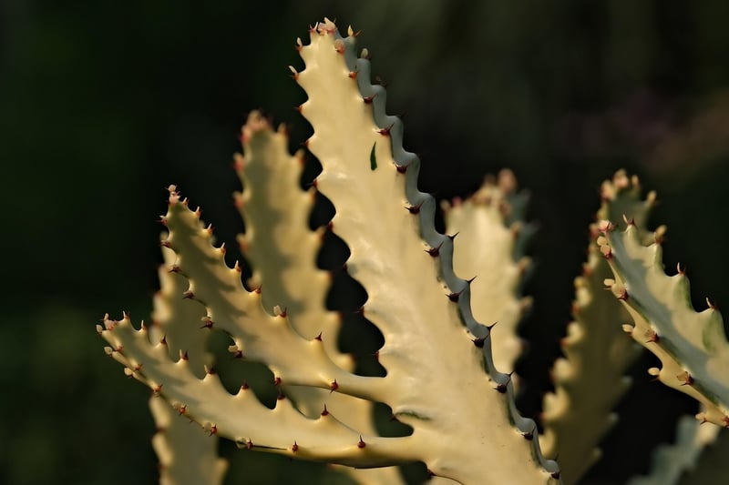 Cactus in a desert