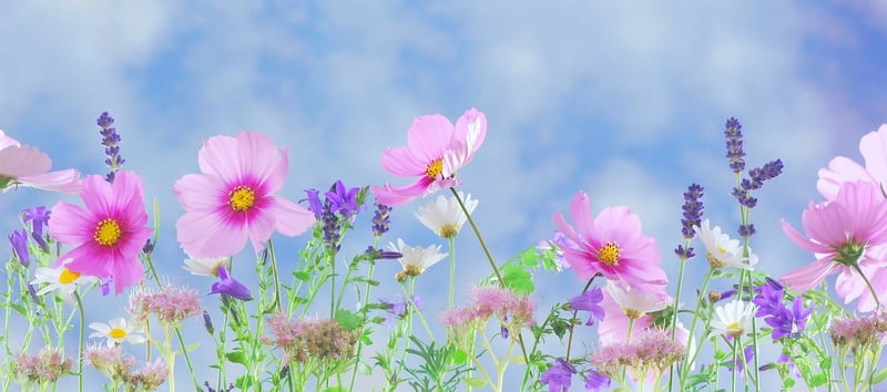 Glimmering Gardens