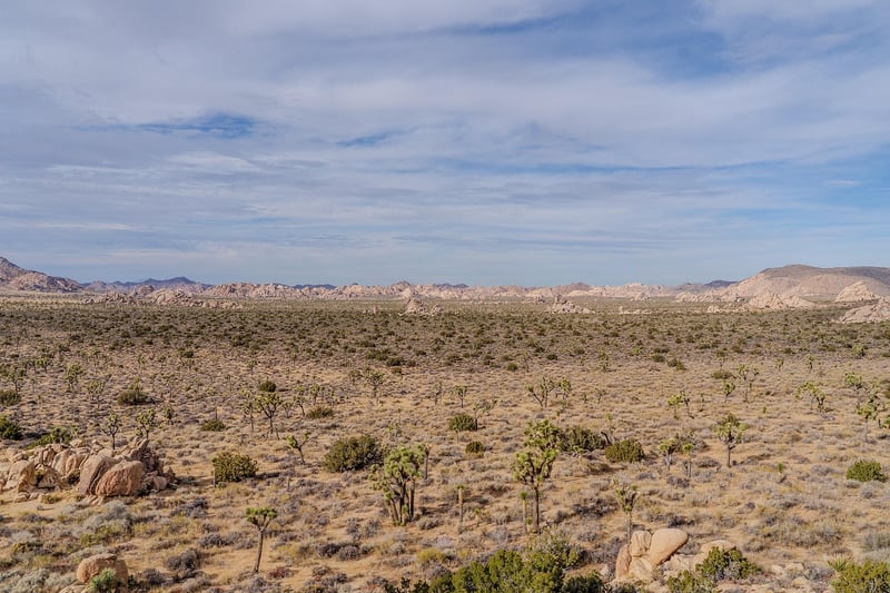 Joshua Tree